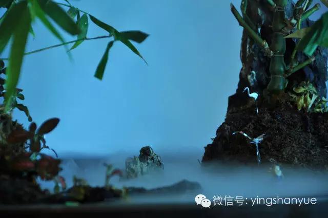 墨爻盆景作品：家鄉(xiāng)美景——《漢上夢溪》