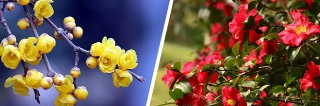 花開的節氣