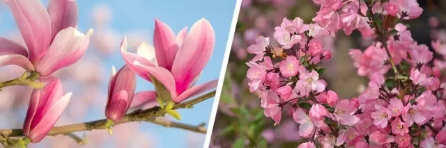 花開的節氣