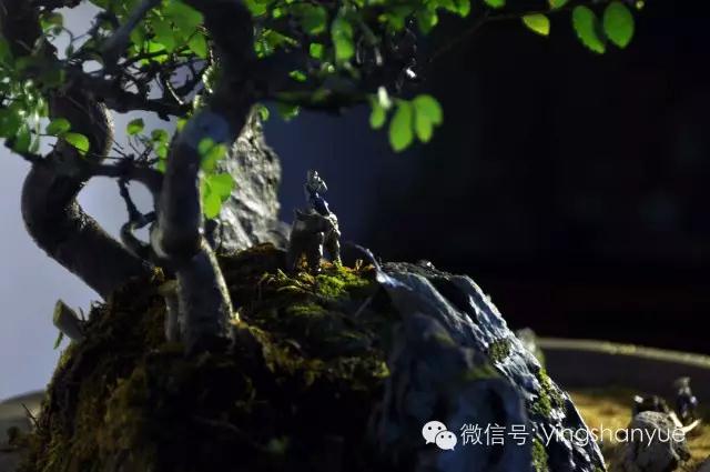 墨爻盆景作品：古樹寒溪，牧童歸去——《雙榆溪隱》