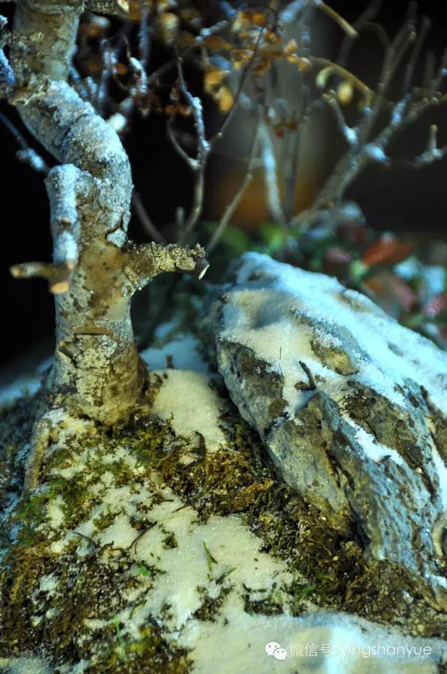 墨爻盆景作品：片片互玲瓏，飛揚玉漏終。——《山澗小雪》