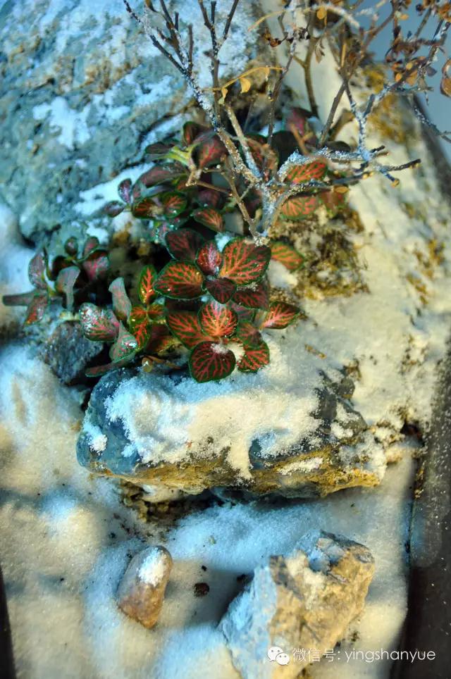 墨爻盆景作品：片片互玲瓏，飛揚玉漏終。——《山澗小雪》