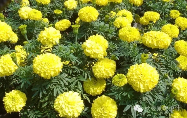 常見草本植物大全