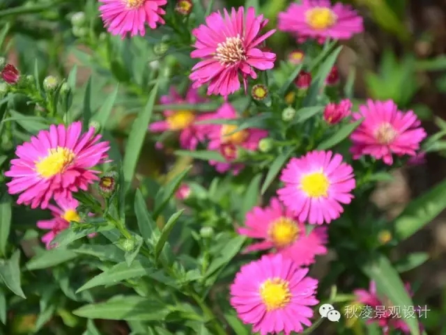 50種常見宿根花卉