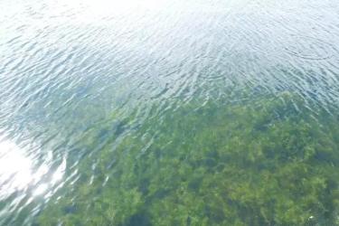 愛爾斯：奧林匹克公園龍形水系生態工程