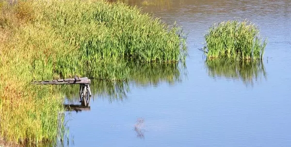 河道景觀中六大生態(tài)修復(fù)技術(shù)，你知道嗎？