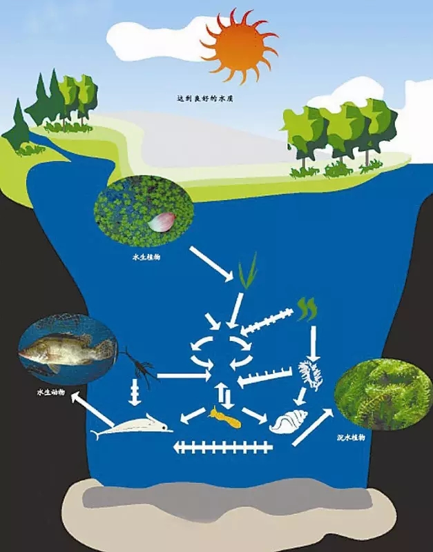 河道景觀中六大生態(tài)修復(fù)技術(shù)，你知道嗎？