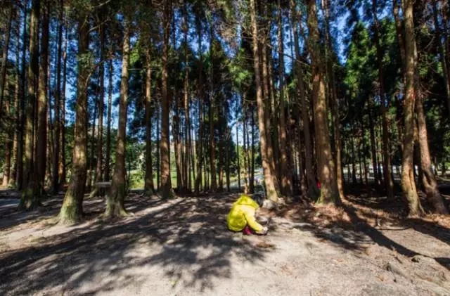 如何讓植物成為兒童活動場地的主角？