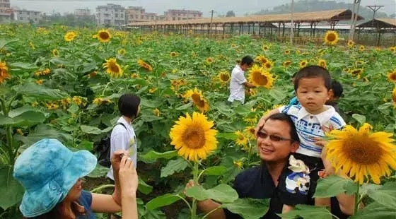 如何讓植物成為兒童活動場地的主角？