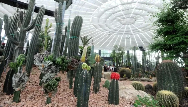 如何讓植物成為兒童活動場地的主角？