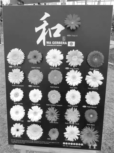 日本花卉園藝展在綠科秀拉開帷幕