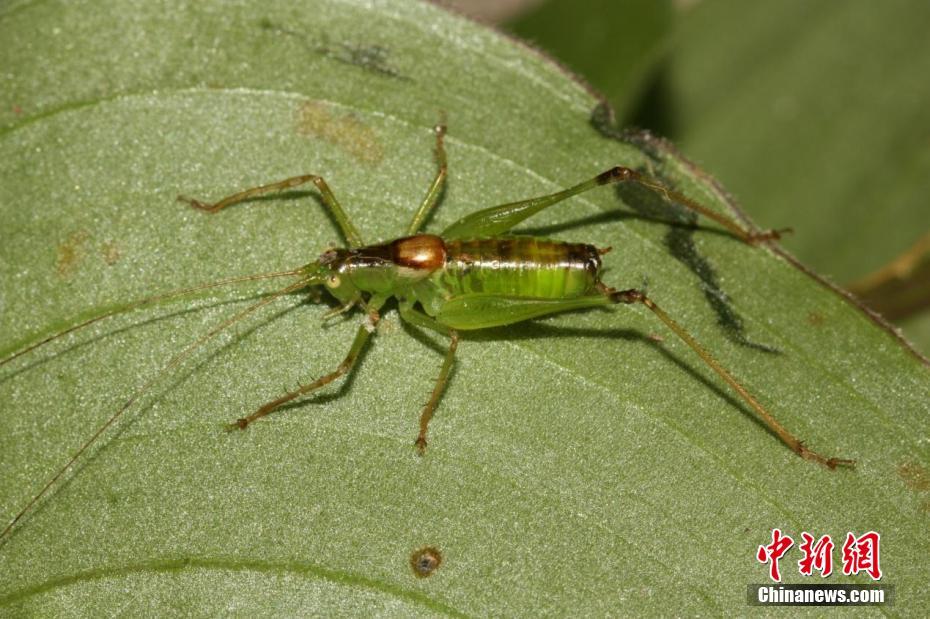 三峽大老嶺自然保護區發現3種昆蟲新物種