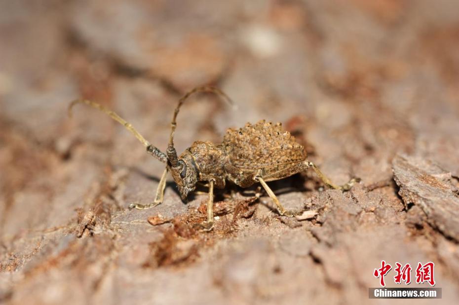 三峽大老嶺自然保護區發現3種昆蟲新物種