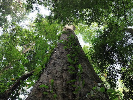 世界奇妙植物大觀 德國(guó)科學(xué)家發(fā)現(xiàn)非洲最高的樹(shù)