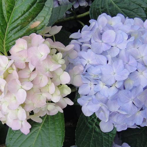請您欣賞：美麗的球形花卉