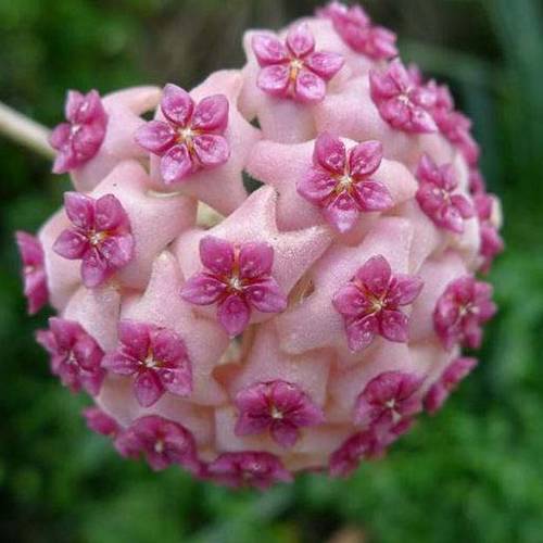 請(qǐng)您欣賞：美麗的球形花卉