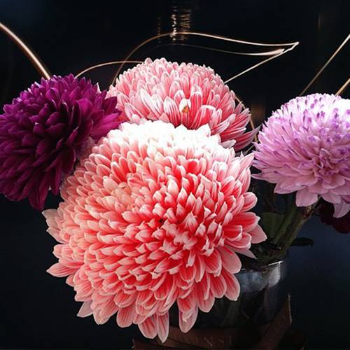 請(qǐng)您欣賞：美麗的球形花卉