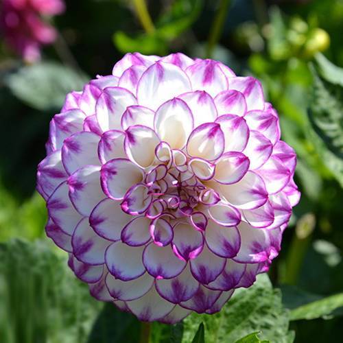 請(qǐng)您欣賞：美麗的球形花卉