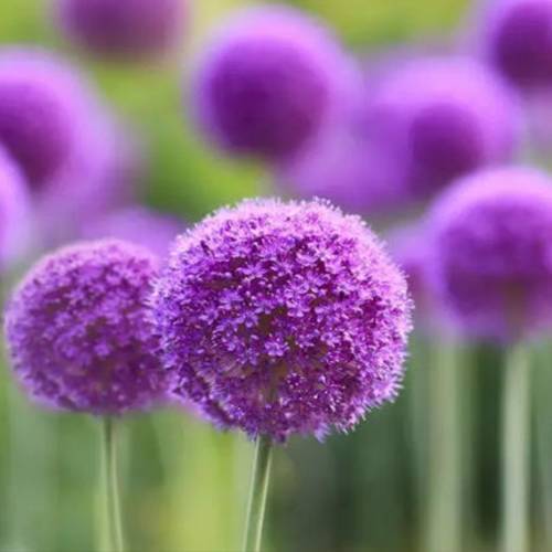 請您欣賞：美麗的球形花卉