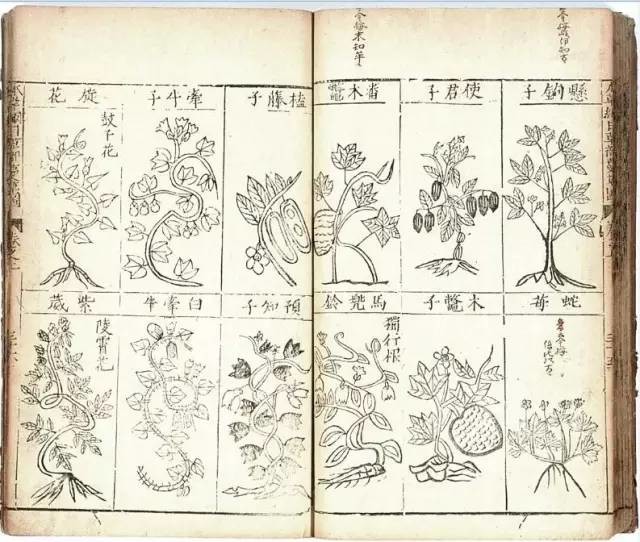 植物科學畫：深藏功與名