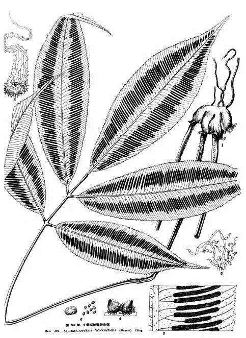 植物科學畫：深藏功與名