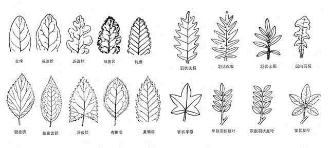 植物科學(xué)畫：深藏功與名