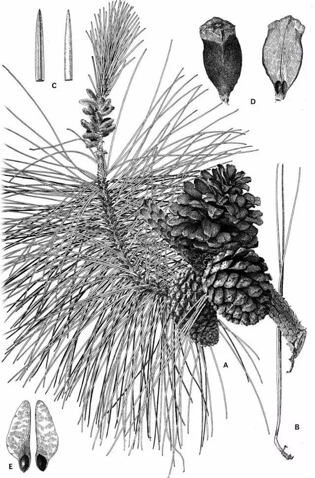 植物科學(xué)畫：深藏功與名
