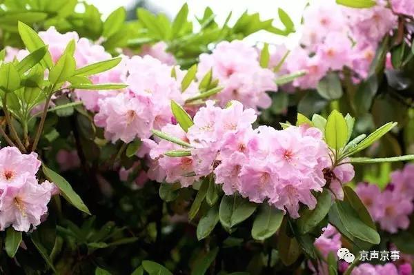 北京世園會(huì)｜這些遍植世界的植物 都來自中國(guó)