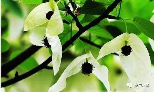 北京世園會(huì)｜這些遍植世界的植物 都來自中國(guó)