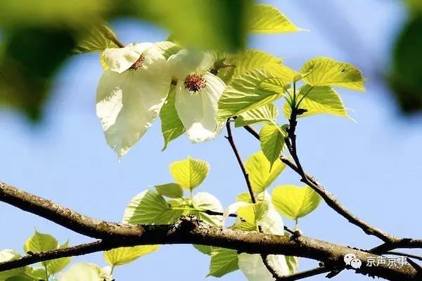 北京世園會(huì)｜這些遍植世界的植物 都來自中國(guó)