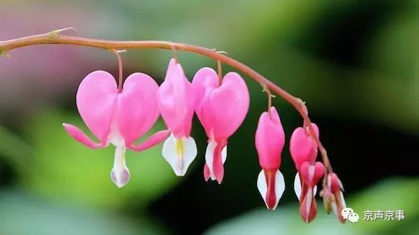 北京世園會(huì)｜這些遍植世界的植物 都來自中國(guó)