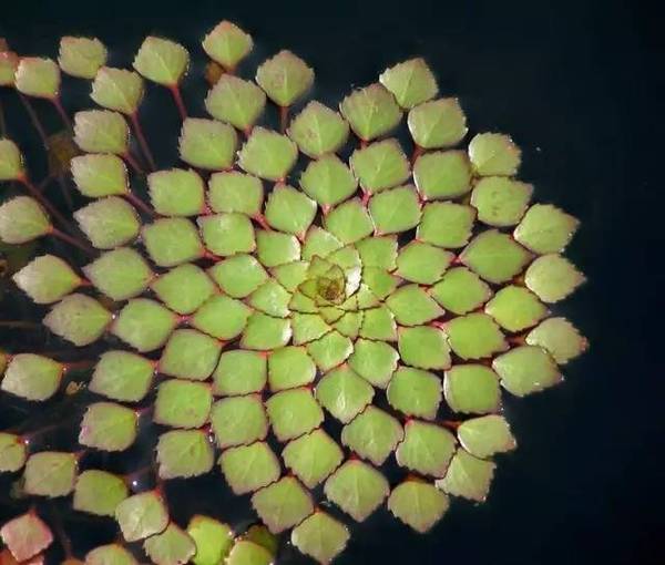 15張圖片展示植物中的數學