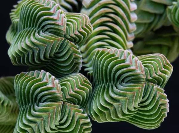 15張圖片展示植物中的數學