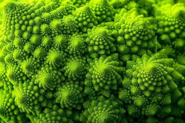 15張圖片展示植物中的數學
