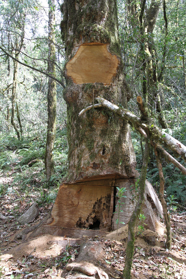 中緬共同研討生物多樣性保護(hù)問(wèn)題