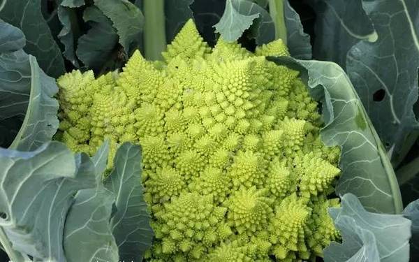 斐波那契花菜，植物也有數(shù)學(xué)秘密
