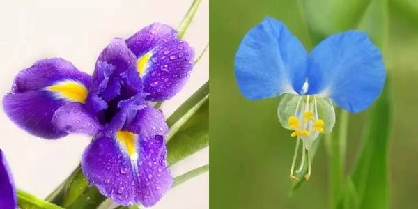 斐波那契花菜，植物也有數學秘密