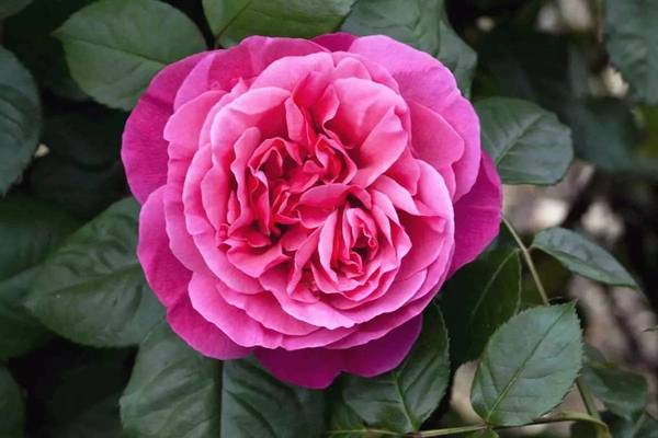 斐波那契花菜，植物也有數學秘密