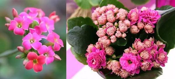 斐波那契花菜，植物也有數學秘密
