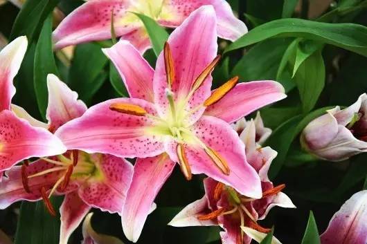斐波那契花菜，植物也有數學秘密