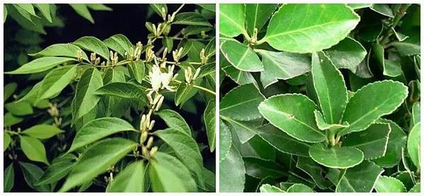 斐波那契花菜，植物也有數學秘密
