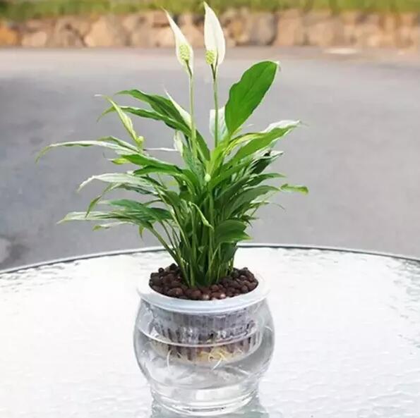 十種最適合室內(nèi)種植的水養(yǎng)植物