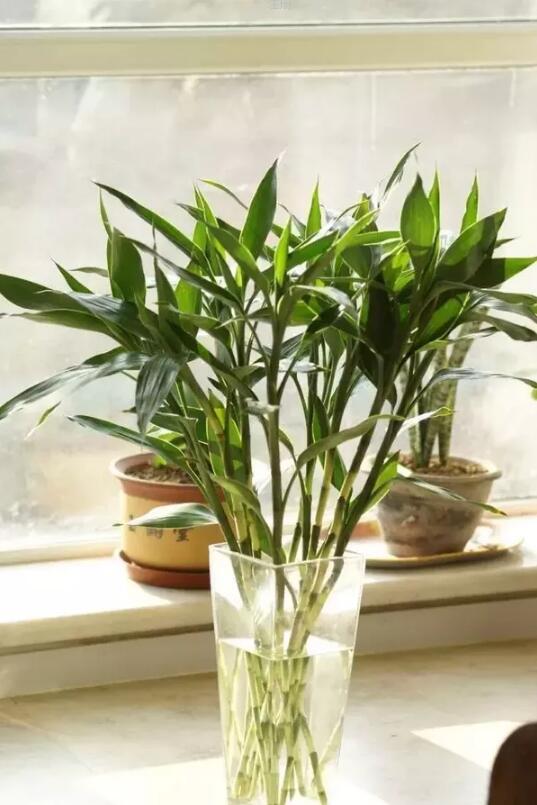 十種最適合室內(nèi)種植的水養(yǎng)植物