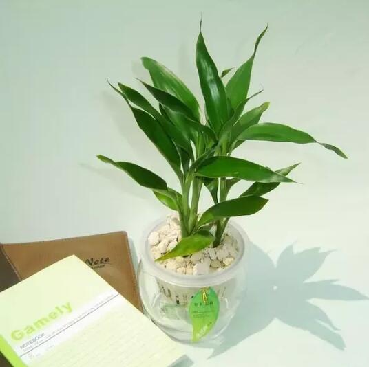 十種最適合室內(nèi)種植的水養(yǎng)植物
