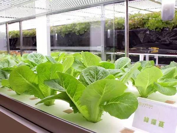 日本東芝“植物工廠”關(guān)門給我們的教訓(xùn)