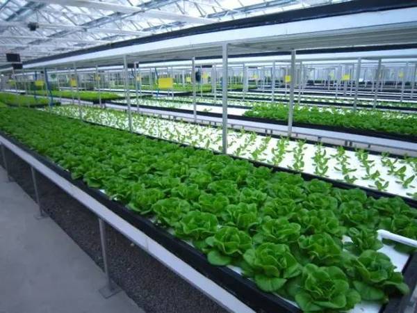 日本東芝“植物工廠”關(guān)門給我們的教訓(xùn)