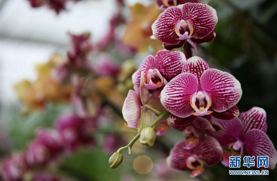 英國倫敦皇家植物園“蘭花節(jié)”