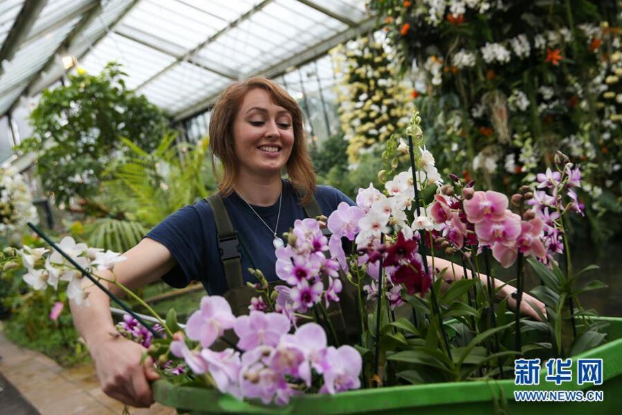 英國倫敦皇家植物園“蘭花節(jié)”