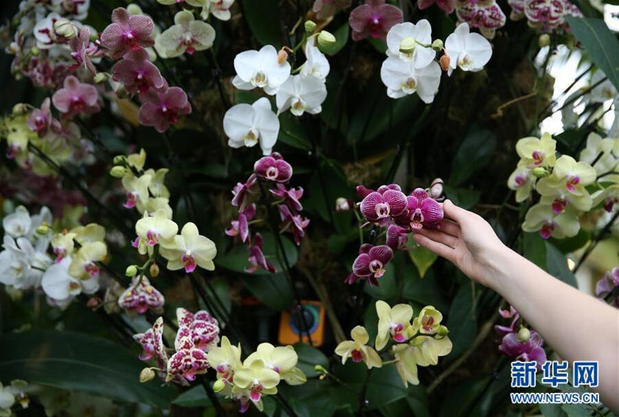 英國倫敦皇家植物園“蘭花節(jié)”