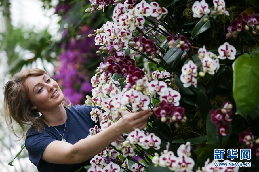 英國倫敦皇家植物園“蘭花節(jié)”